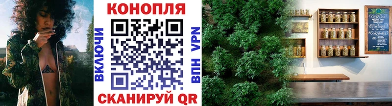 Конопля гибрид  Павловская 
